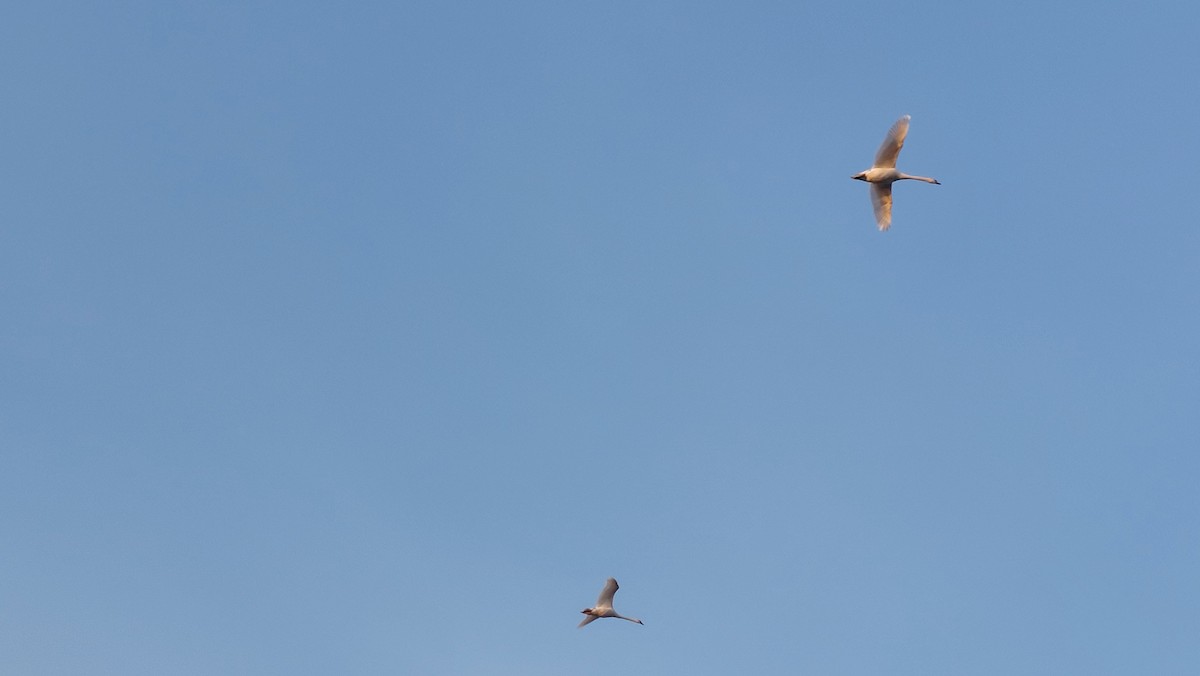 Mute Swan - ML647553988