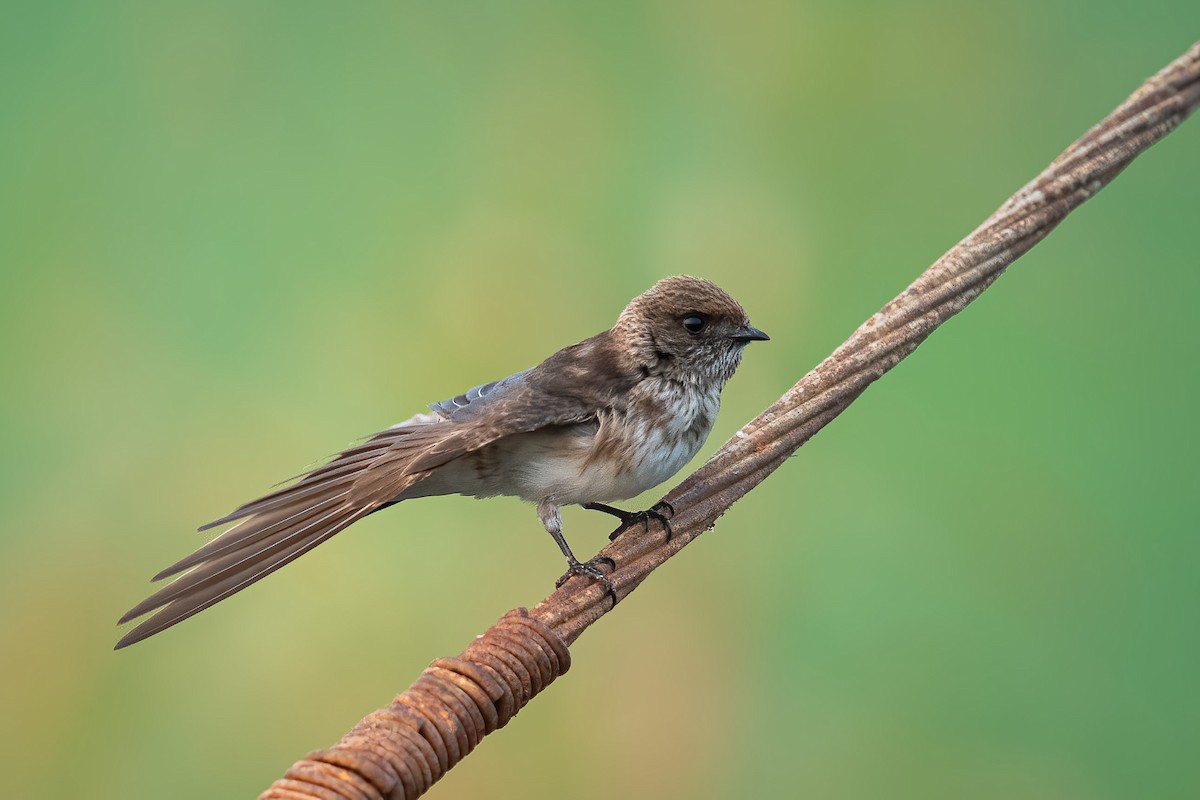 Streak-throated Swallow - ML647553990