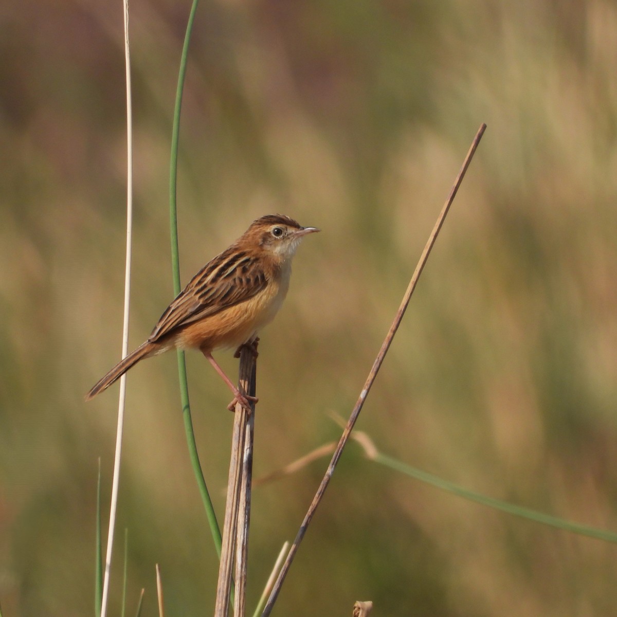 Zitting Cisticola - ML647553993