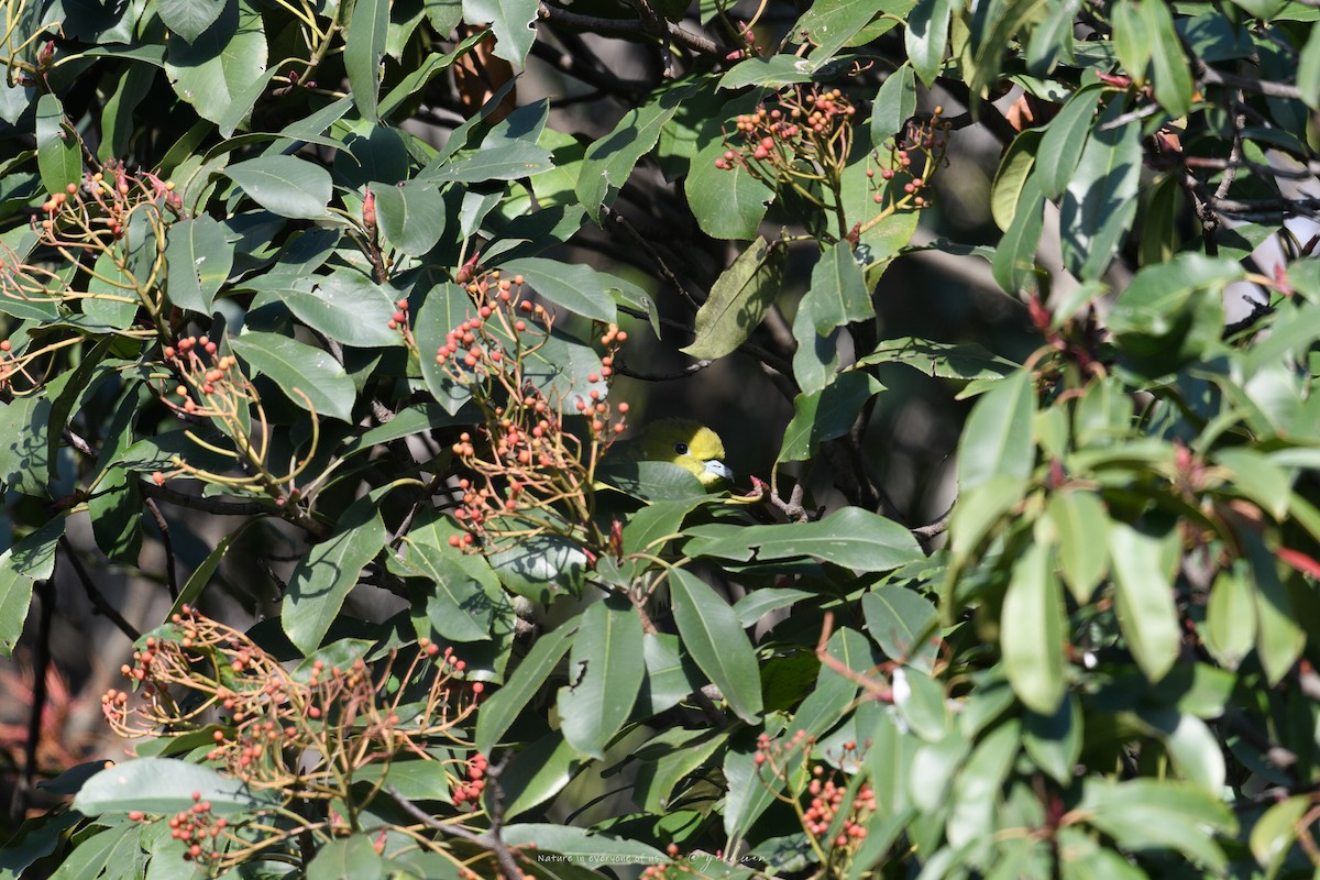White-bellied Green-Pigeon - ML647553995