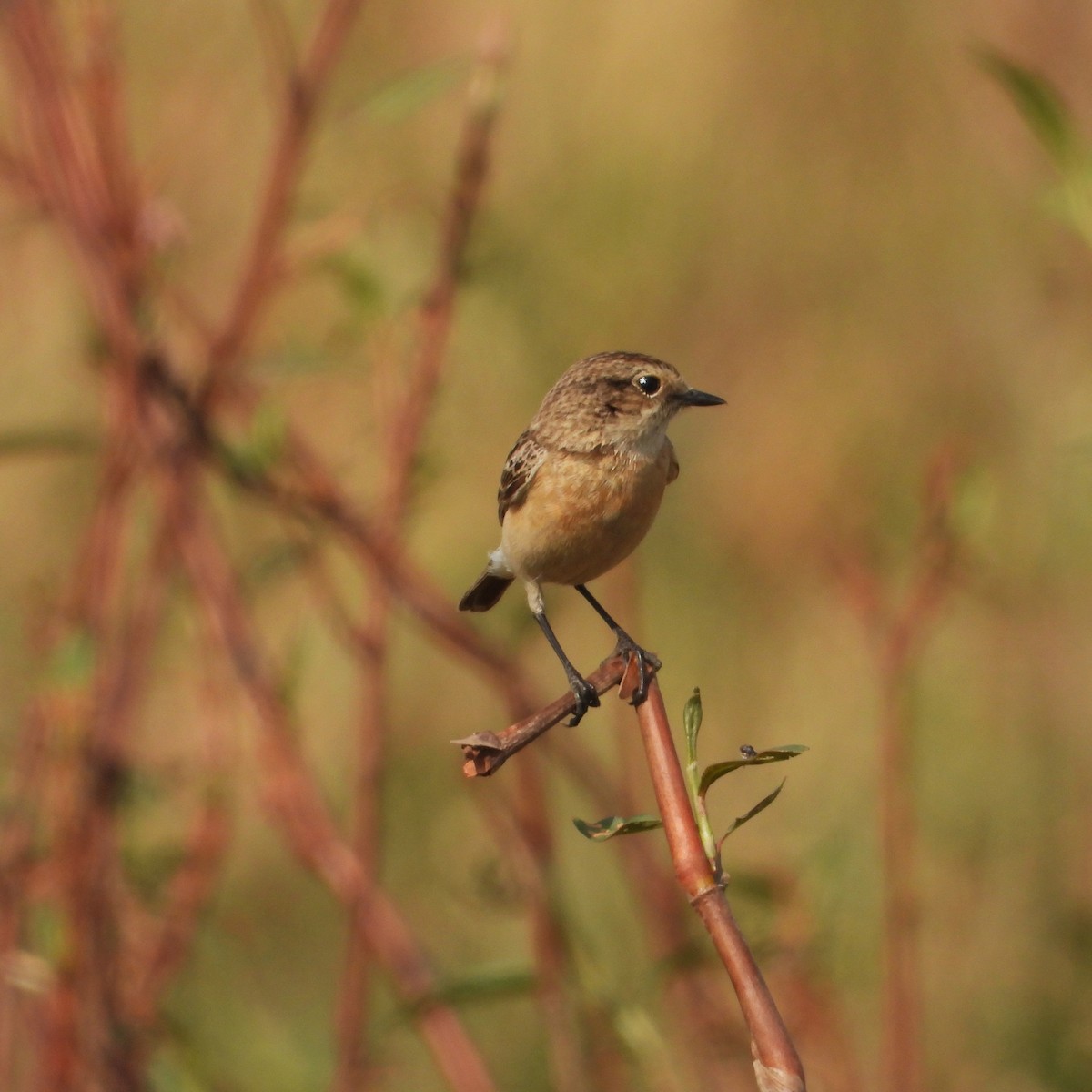 Siberian Stonechat - ML647554005