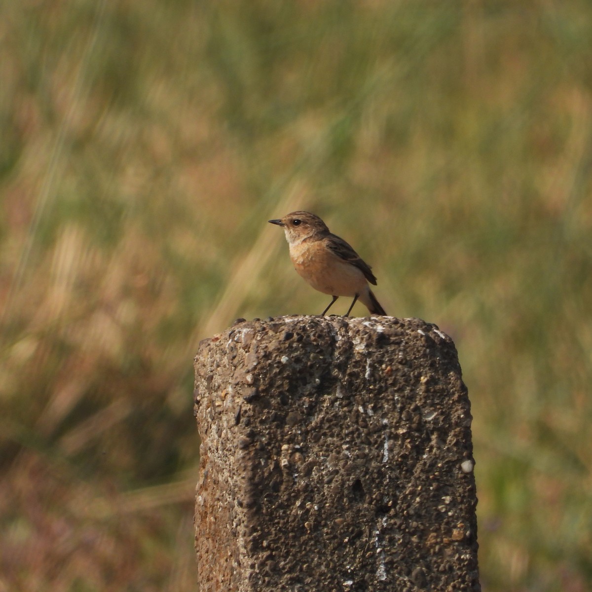 Siberian Stonechat - ML647554013