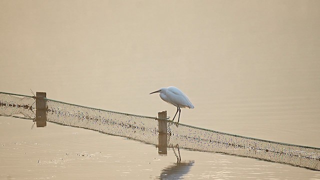 Little Egret - ML647554020