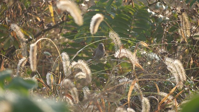 Scaly-breasted Munia - ML647554034