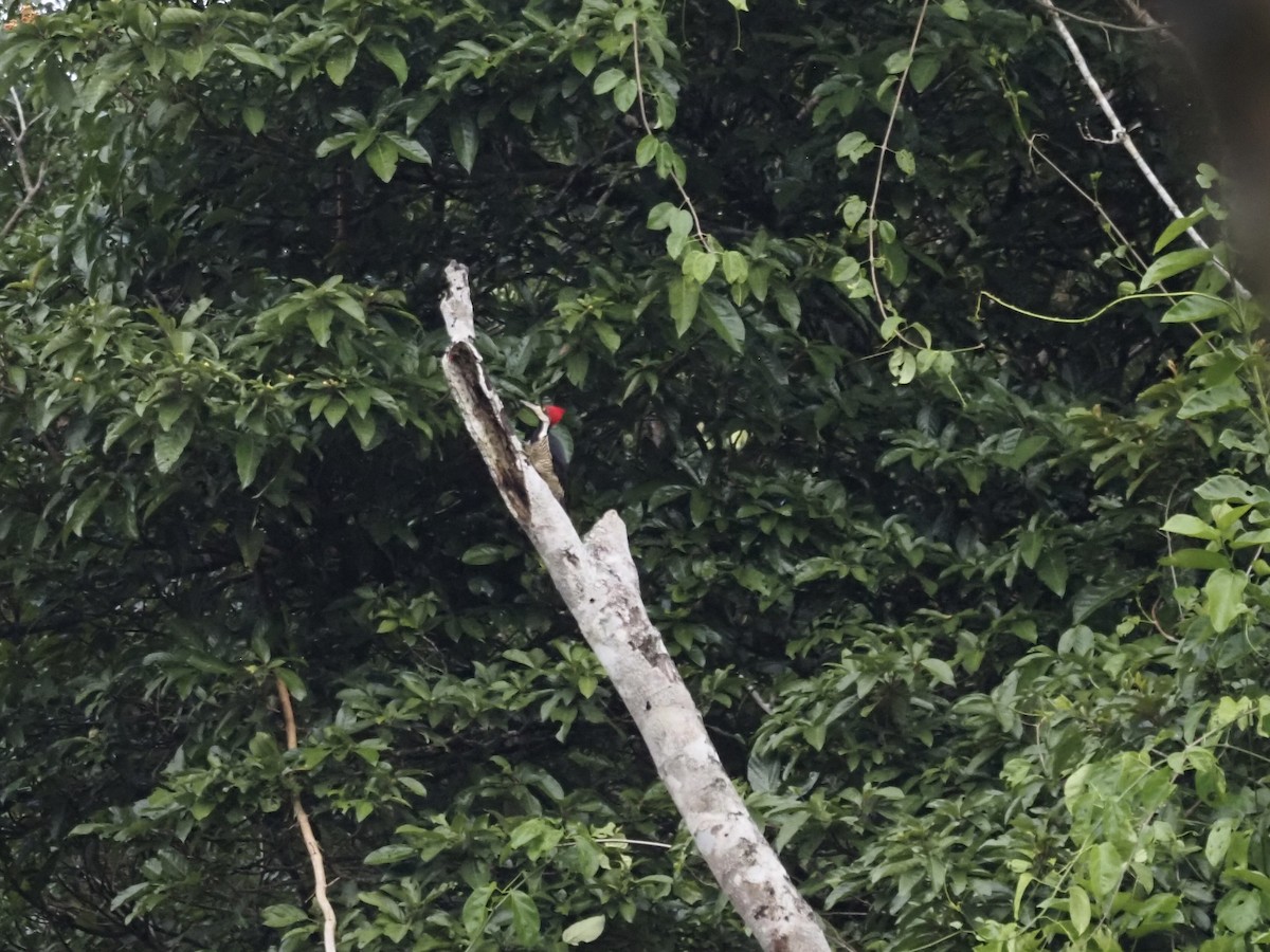 Crimson-crested Woodpecker - ML647554039