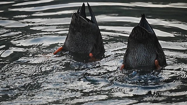Eastern Spot-billed Duck - ML647554041