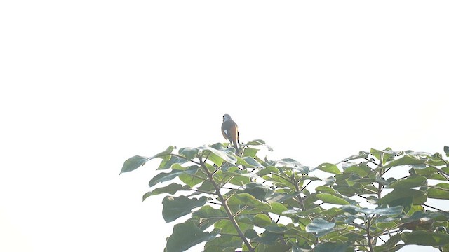 Daurian Redstart - ML647554044