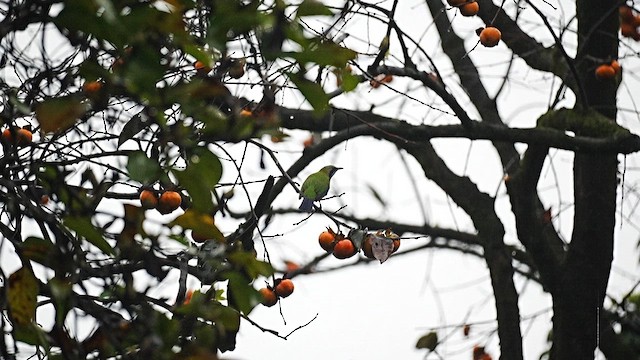 Orange-bellied Leafbird - ML647554055