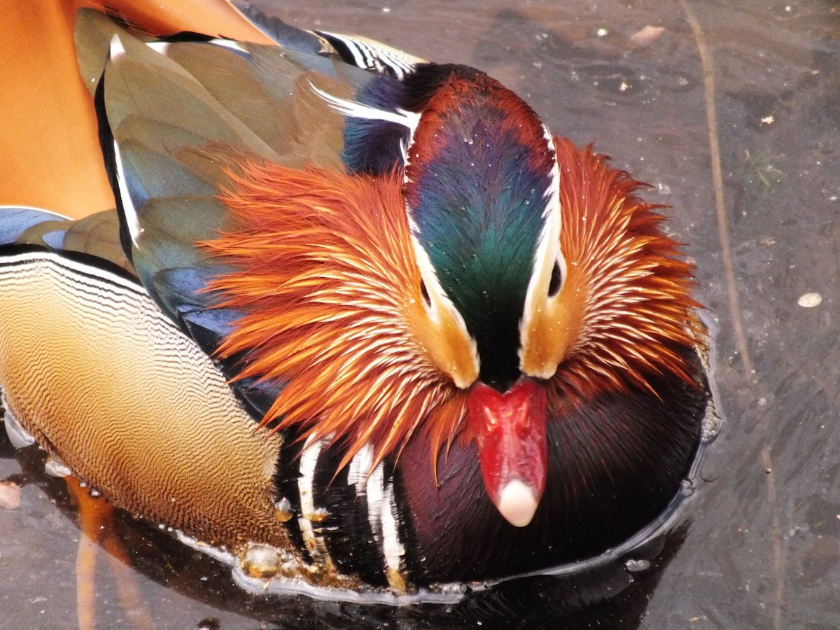 Mandarin Duck - ML647554058