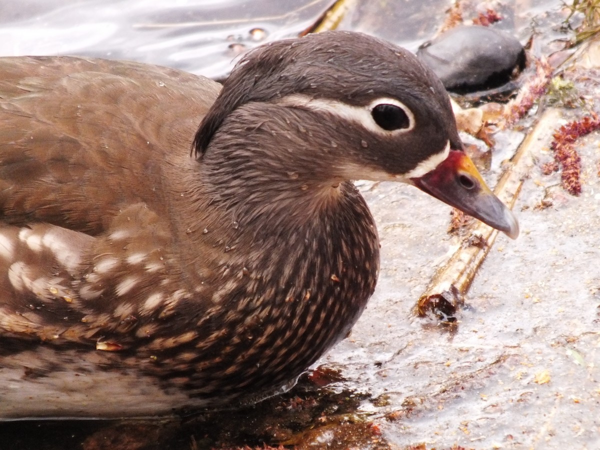 Mandarin Duck - ML647554059