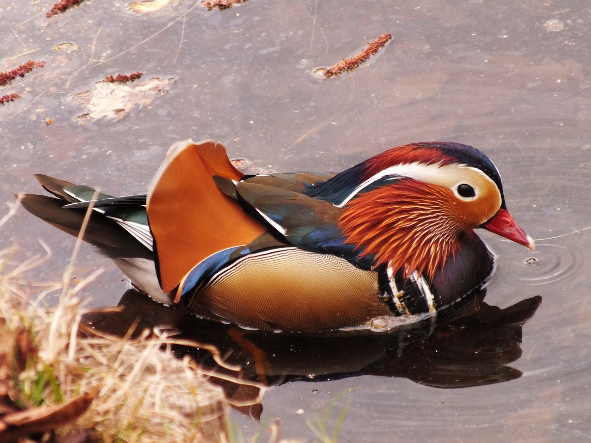 Mandarin Duck - ML647554060