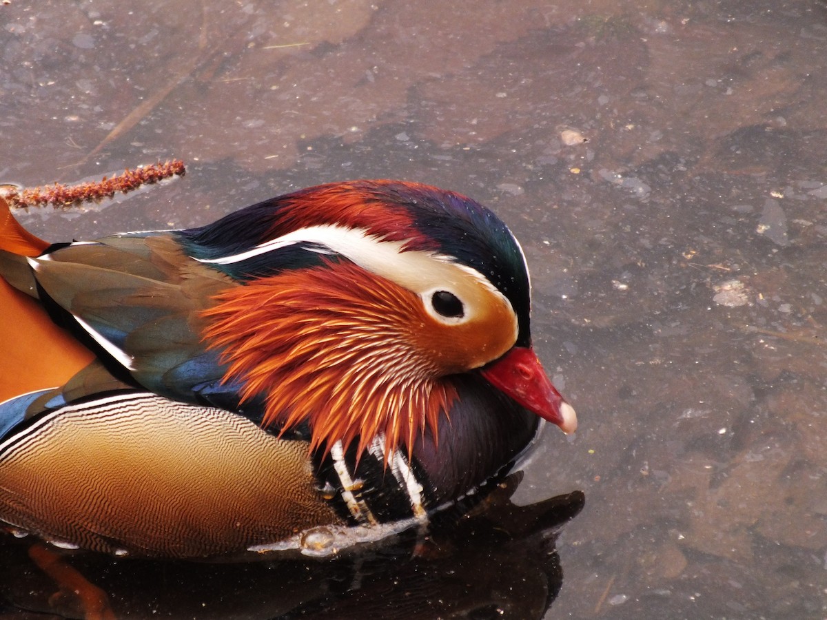Mandarin Duck - ML647554061