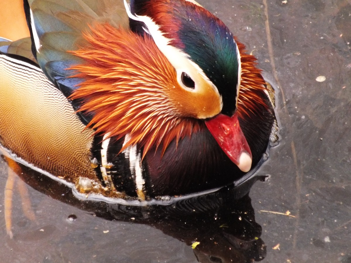 Mandarin Duck - ML647554062
