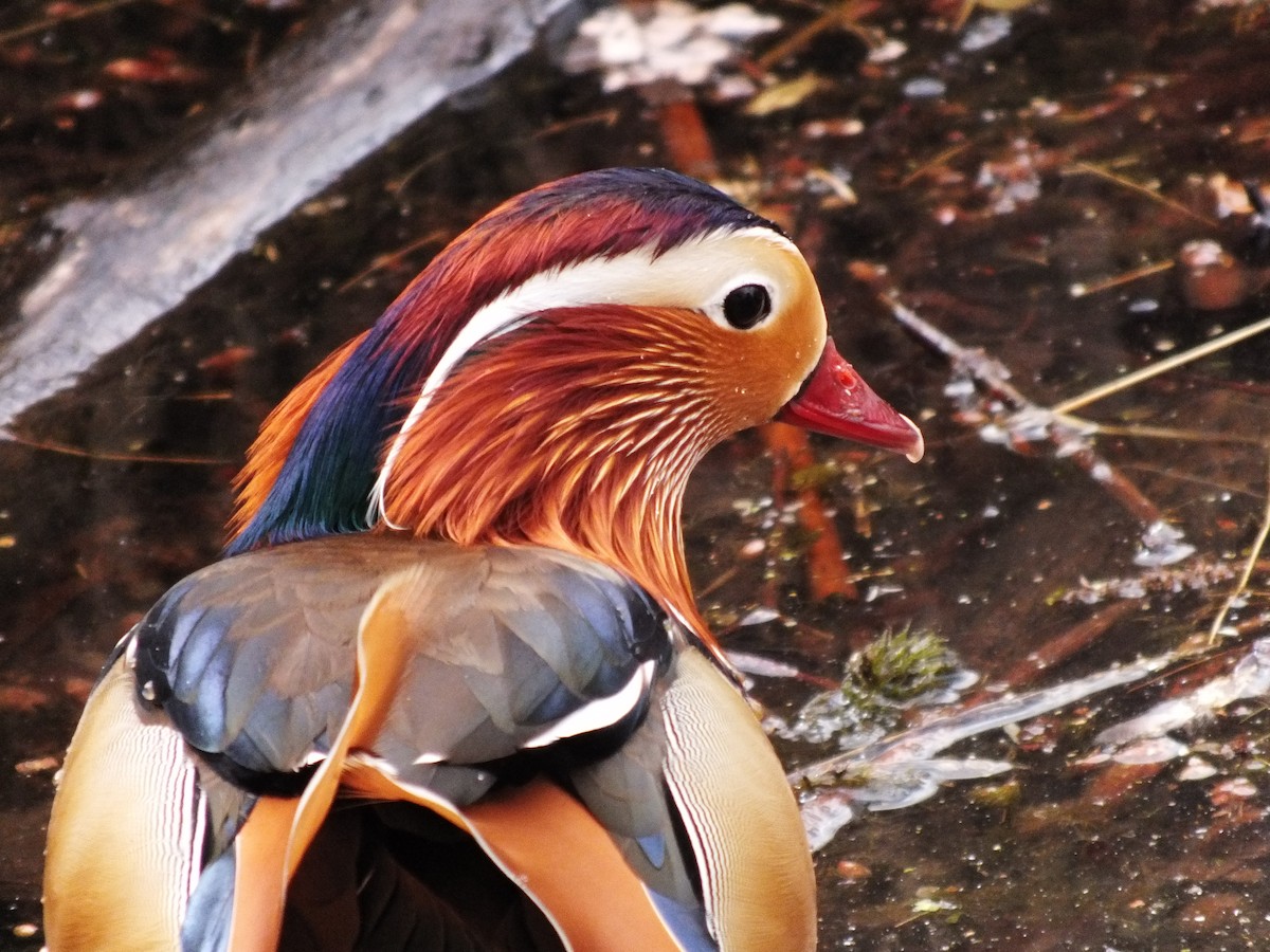 Mandarin Duck - ML647554063