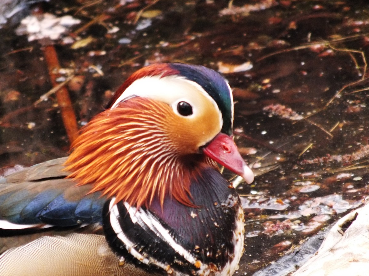 Mandarin Duck - ML647554064