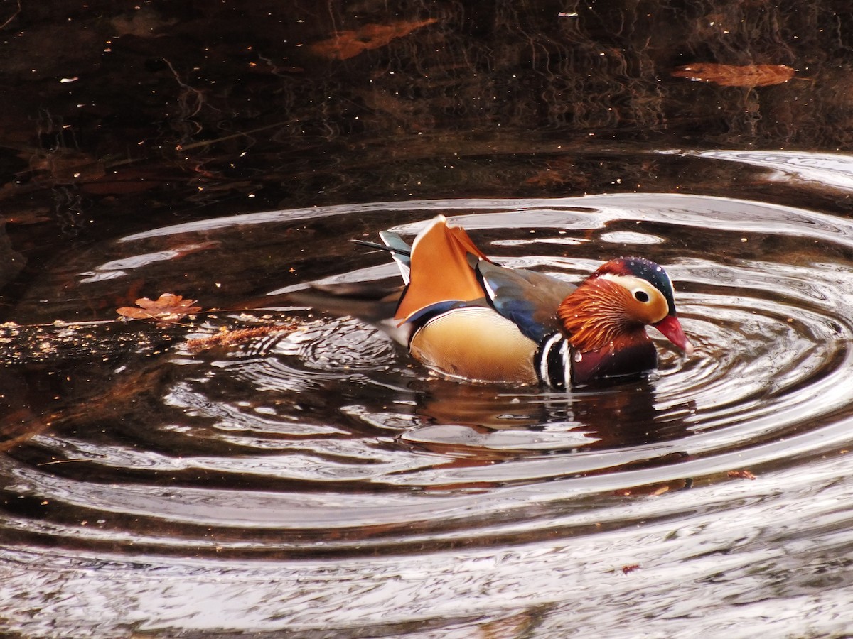 Mandarin Duck - ML647554065