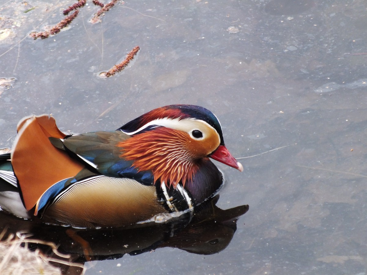 Mandarin Duck - ML647554066