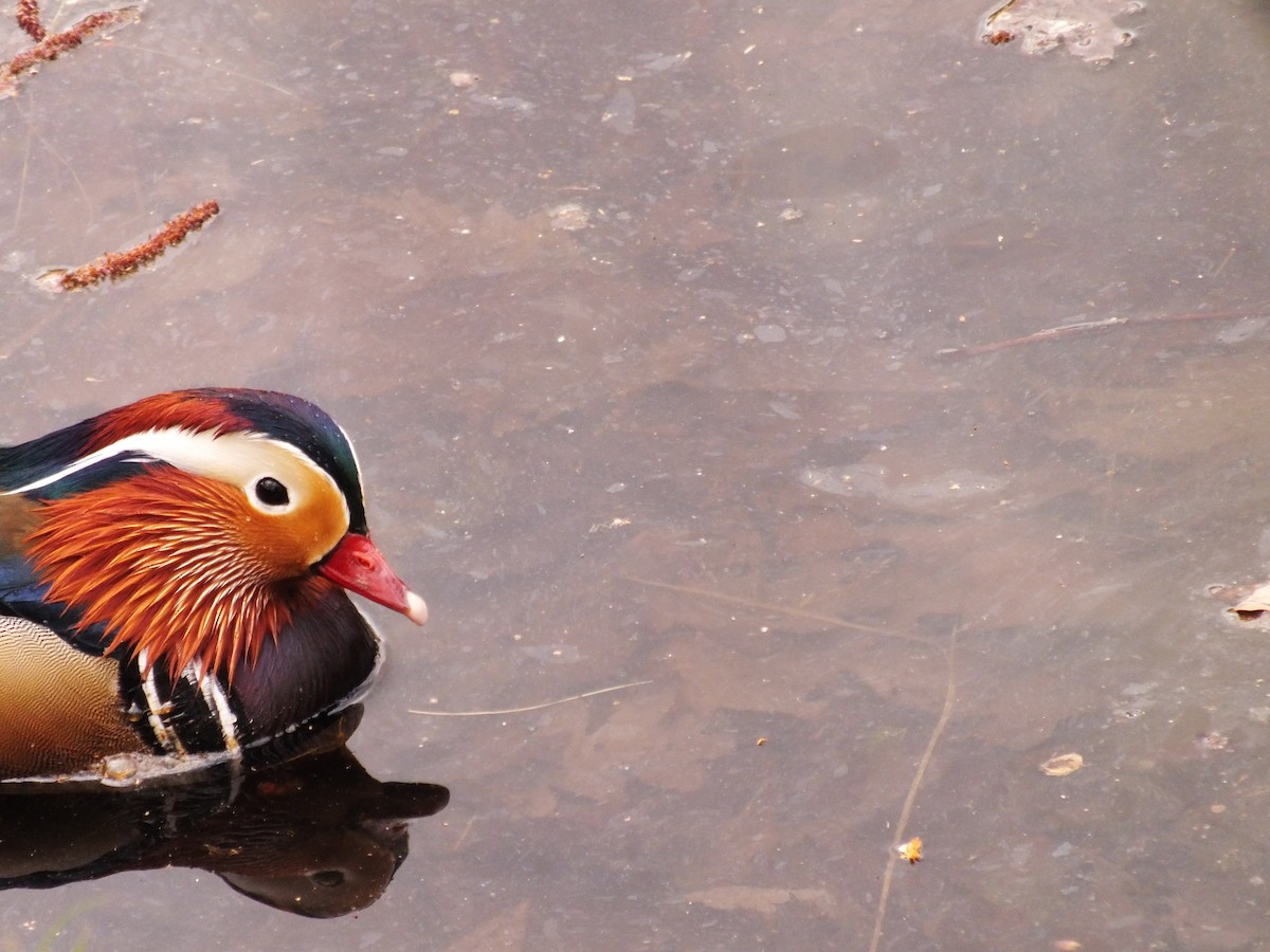 Mandarin Duck - ML647554067