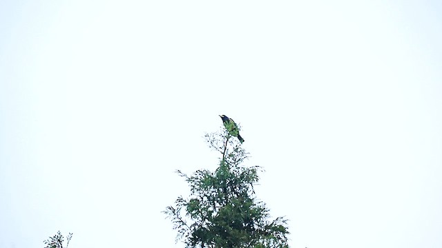 Great Barbet - ML647554075