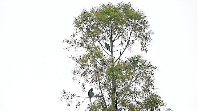 himalayaskjeggfugl - ML647554076