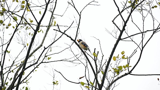 Yellow-billed Grosbeak - ML647554102