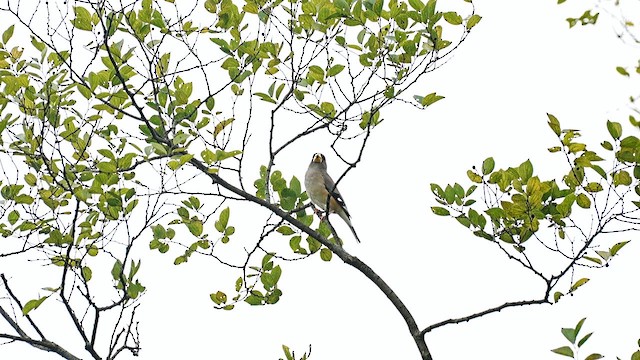 orientkjernebiter - ML647554104