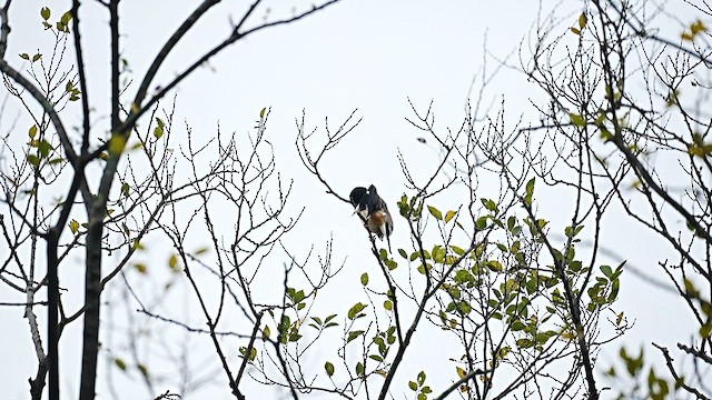 orientkjernebiter - ML647554105