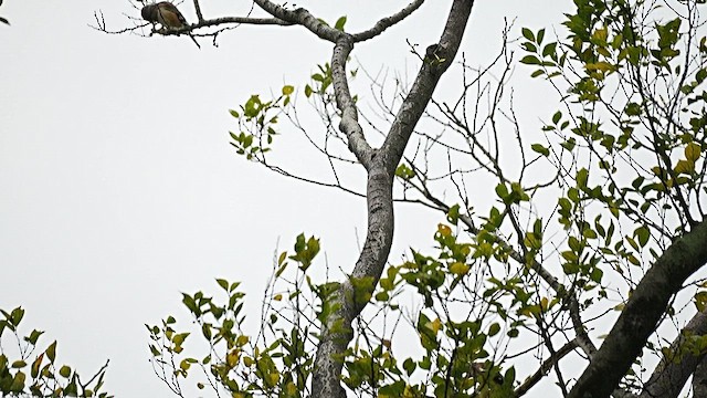 Yellow-billed Grosbeak - ML647554106