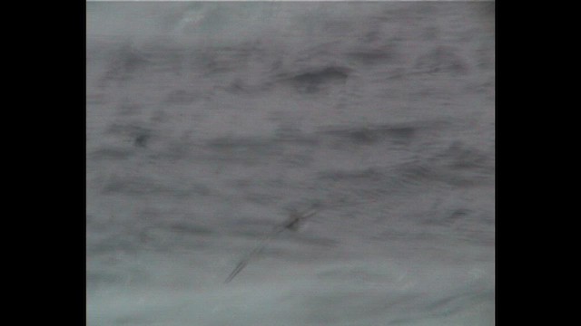 Pink-footed Shearwater - ML647554112