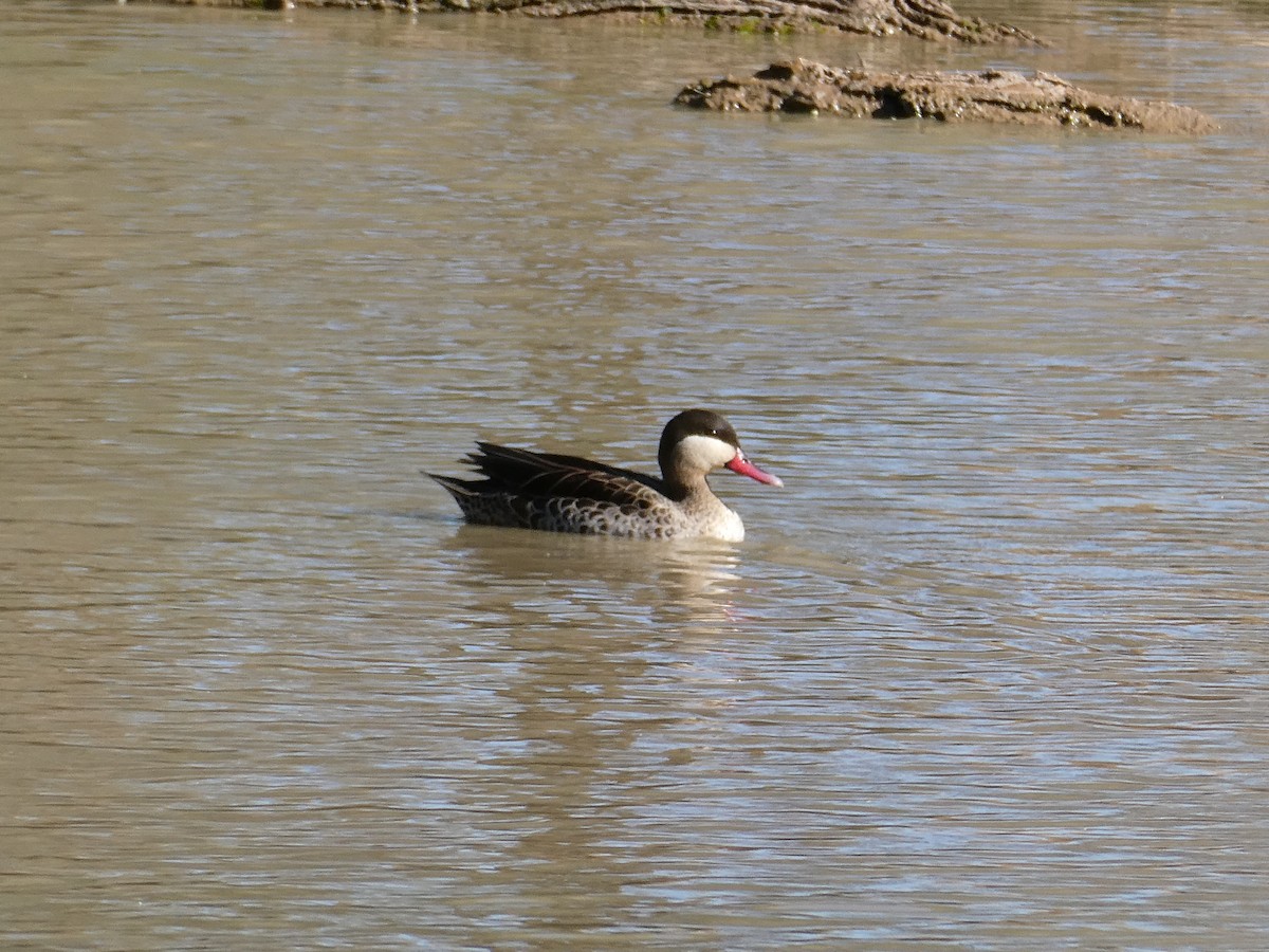 Red-billed Duck - ML647554113