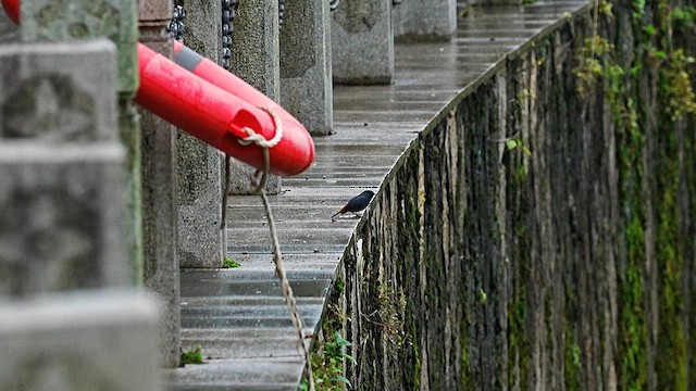 Plumbeous Redstart - ML647554124