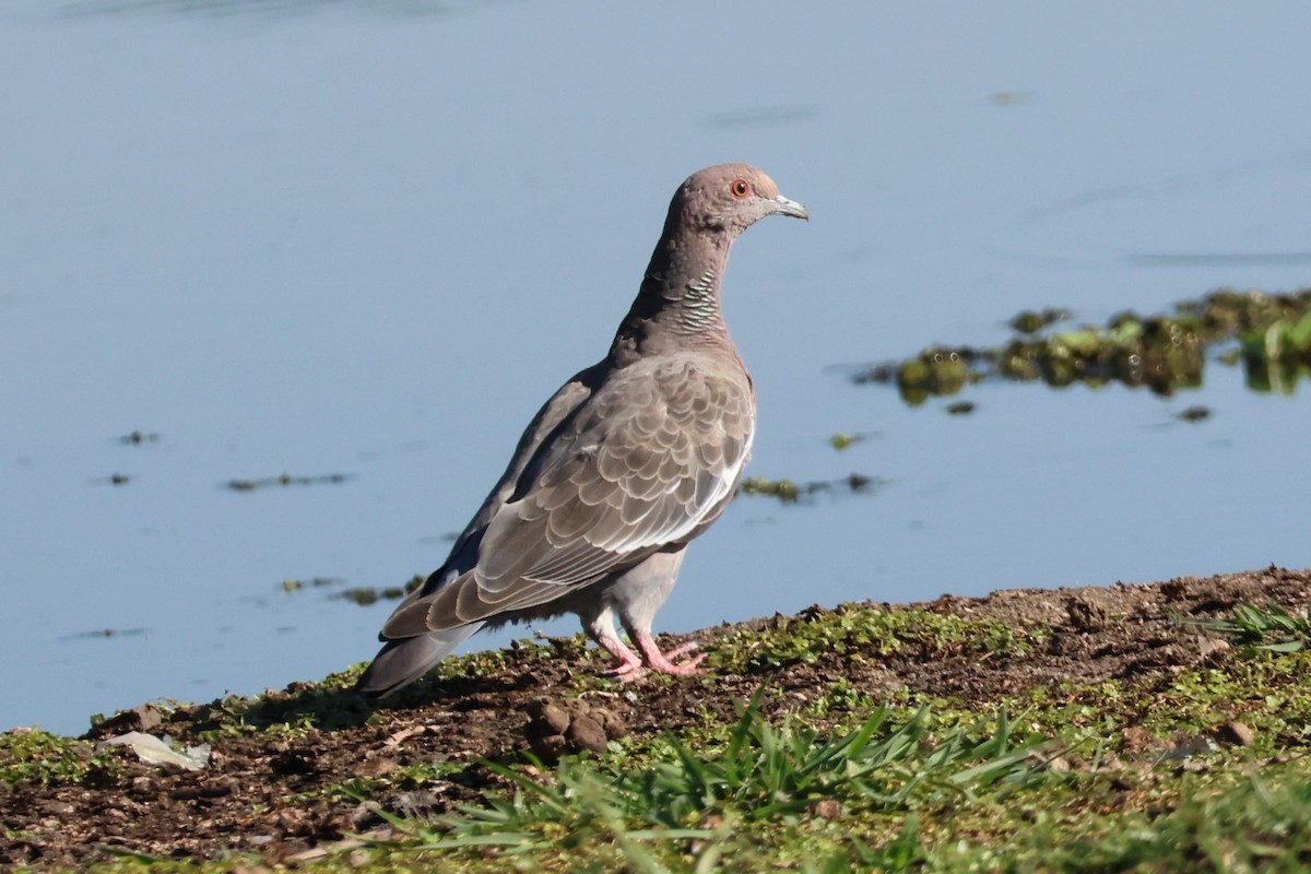 Picazuro Pigeon - ML647554131