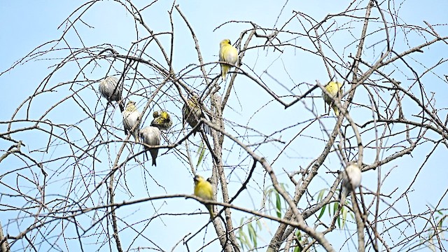 黃雀 - ML647554146