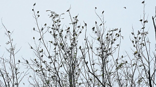 Eurasian Siskin - ML647554156