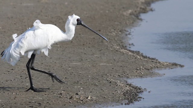 Black-faced Spoonbill - ML647554165