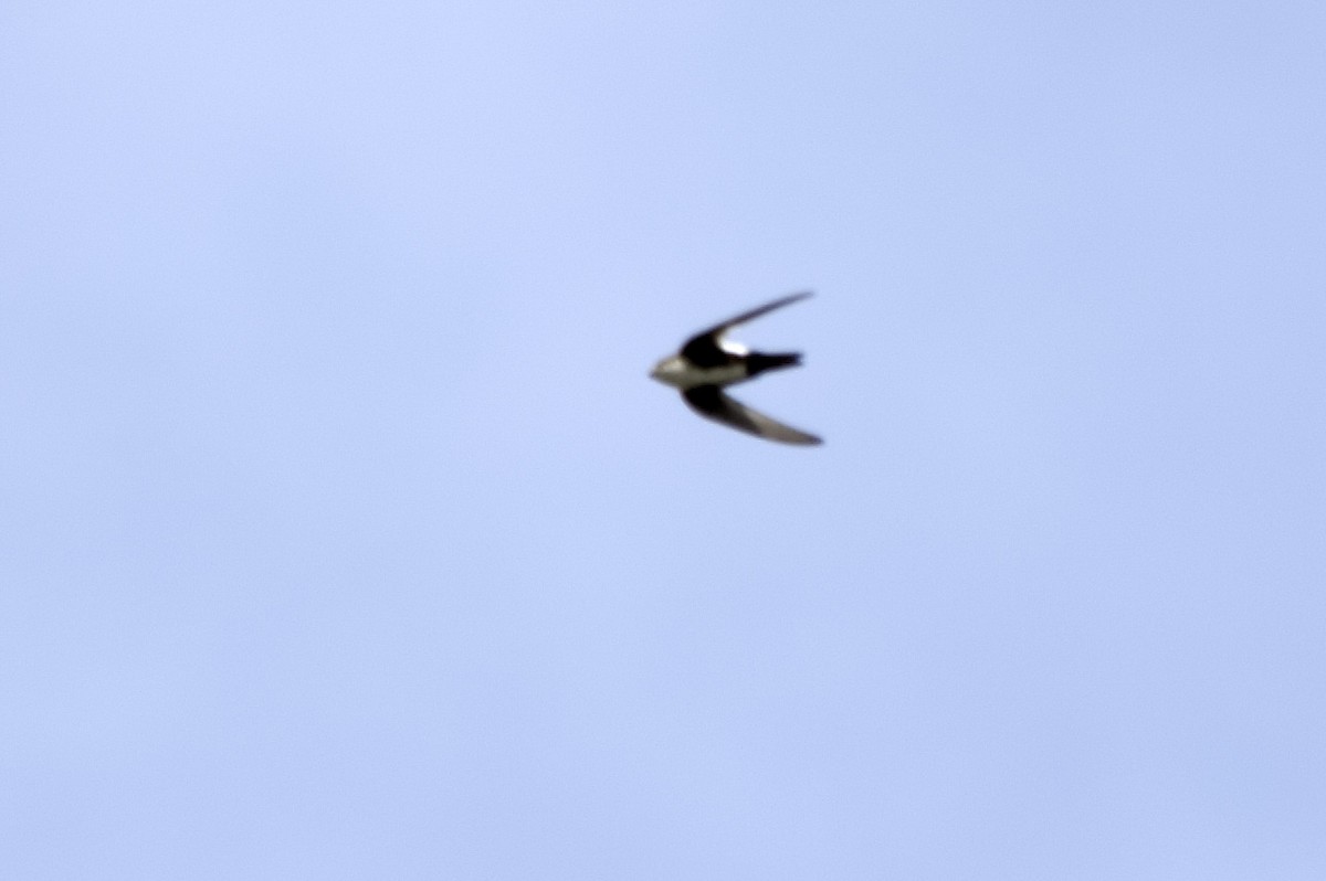 White-throated Swift - ML647554173