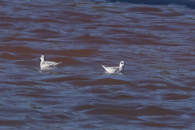 שחיינית צרת-מקור - ML647554174