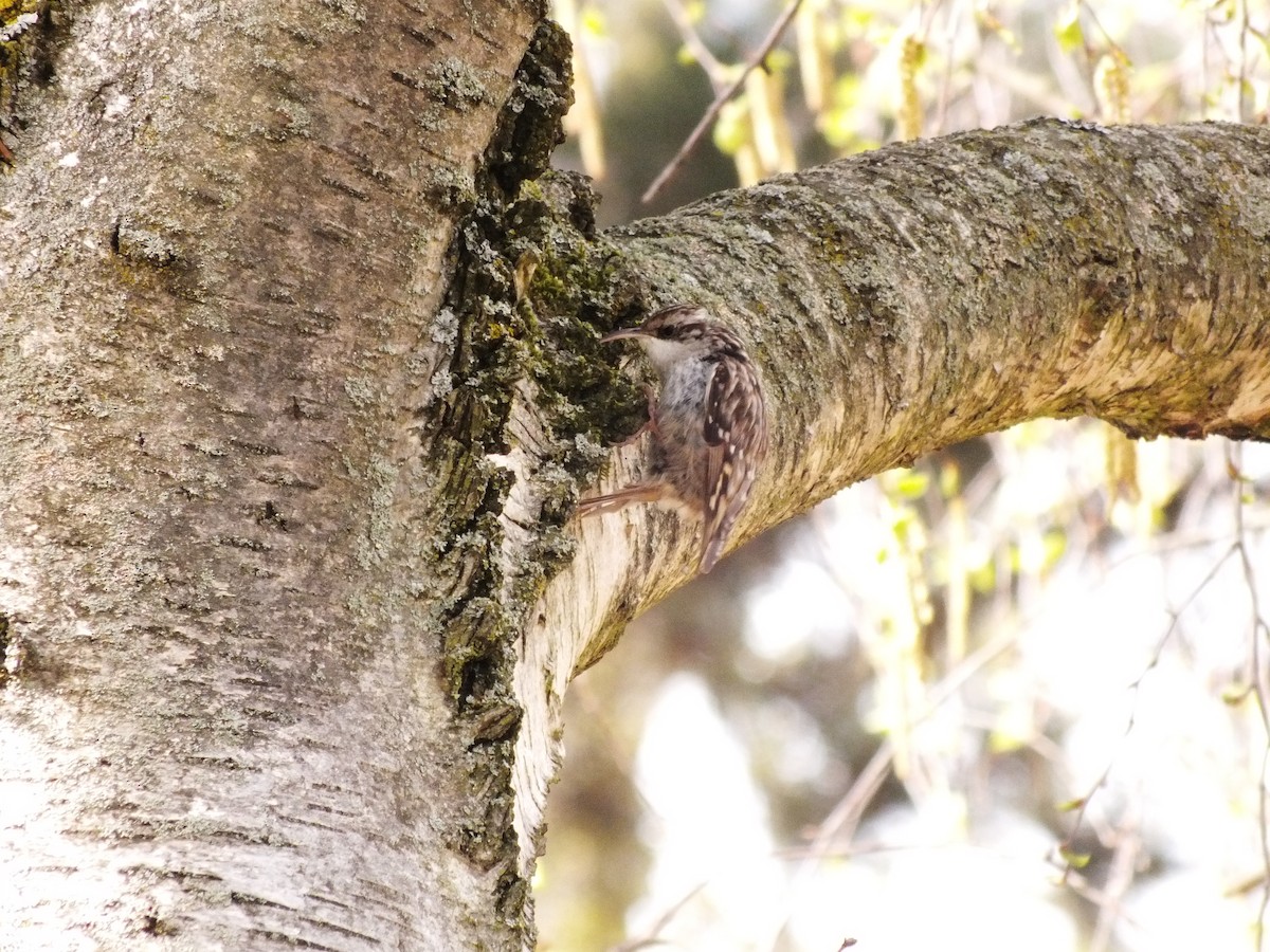 טפס-עצים אירופי/קצר-אצבעות - ML647554175