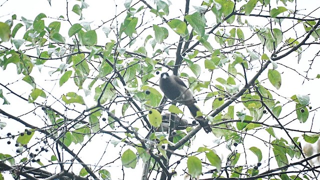 Gray Treepie - ML647554176