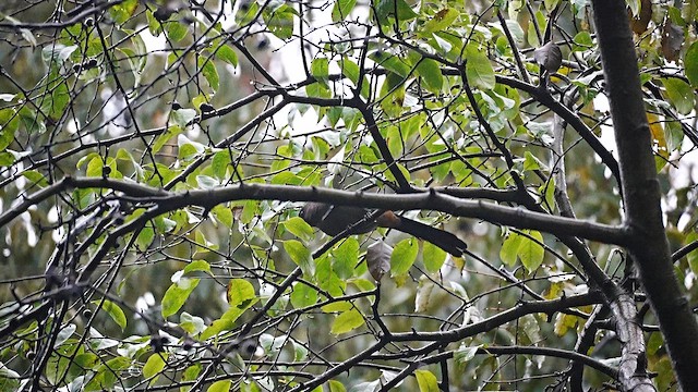 Gray Treepie - ML647554177