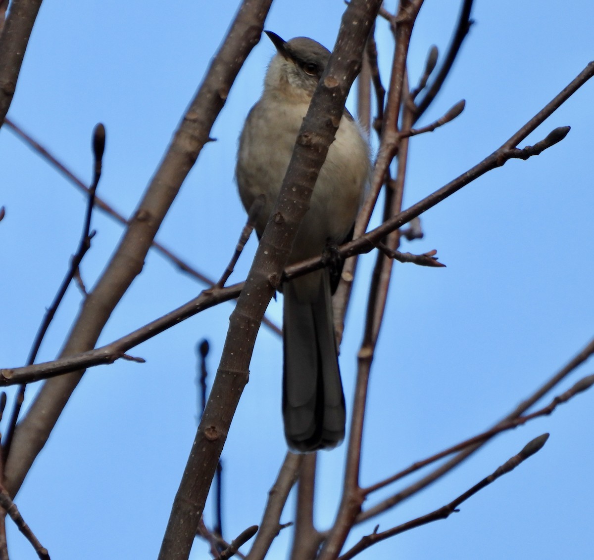 חקיינית צפונית - ML647554179