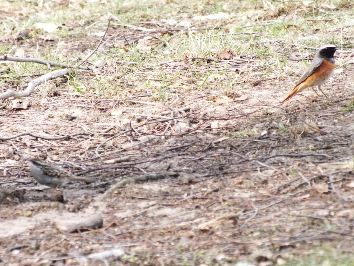 חכלילית עצים - ML647554180