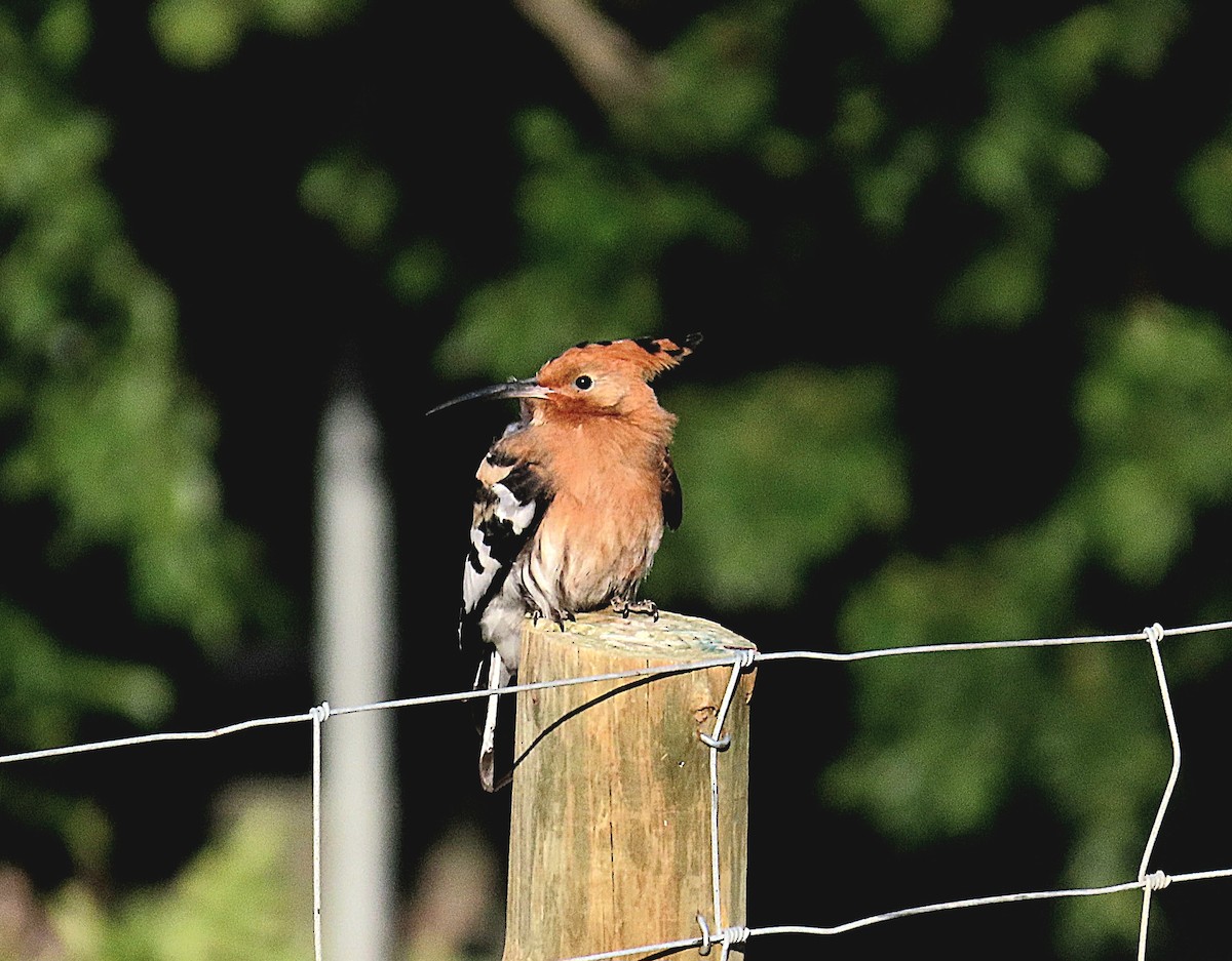 דוכיפת - ML647554181