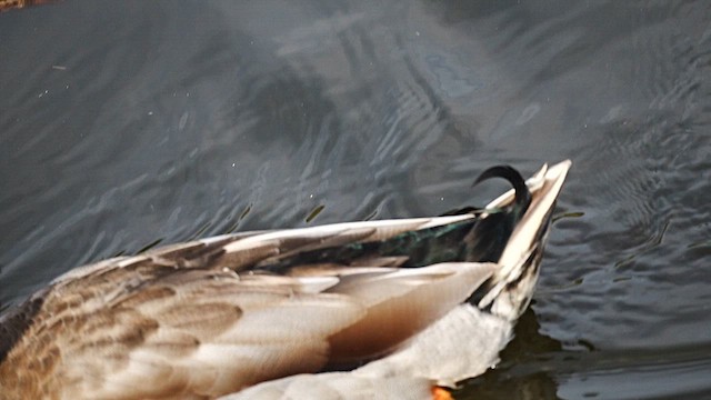 Mallard - ML647554185