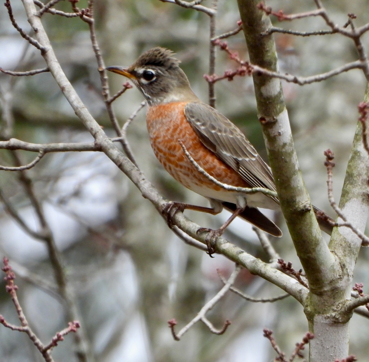 קיכלי נודד - ML647554186