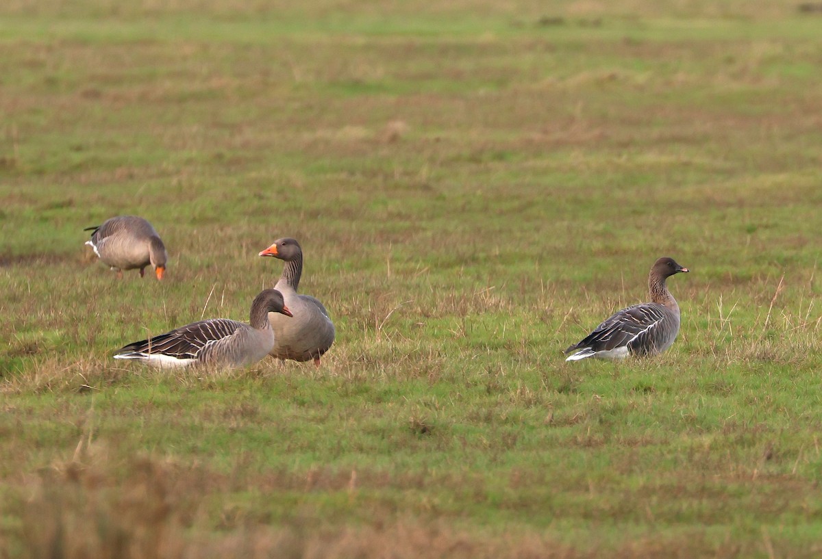 אווז קצר-מקור - ML647554187