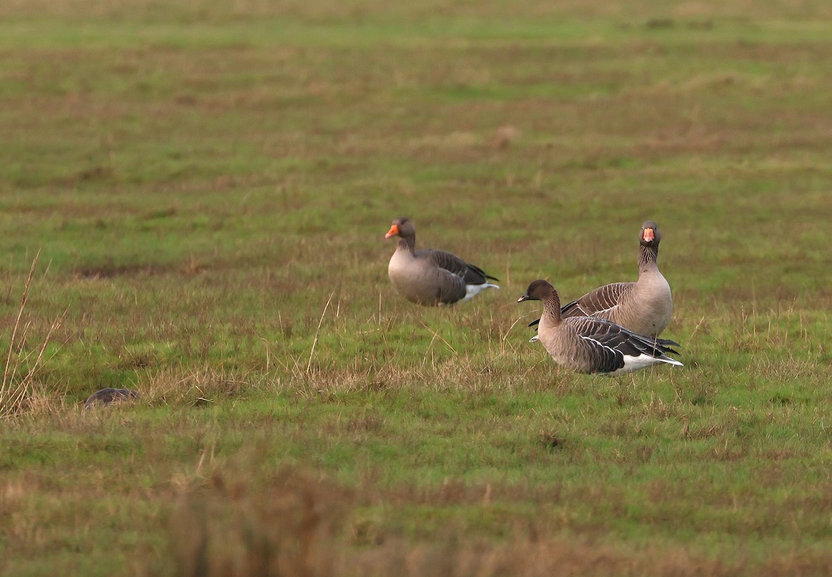 אווז קצר-מקור - ML647554188