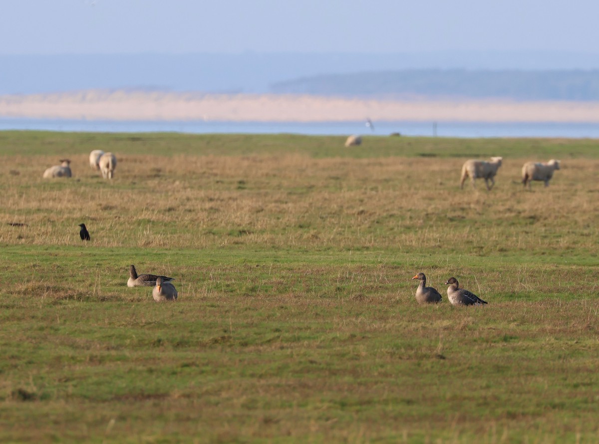 אווז קצר-מקור - ML647554189