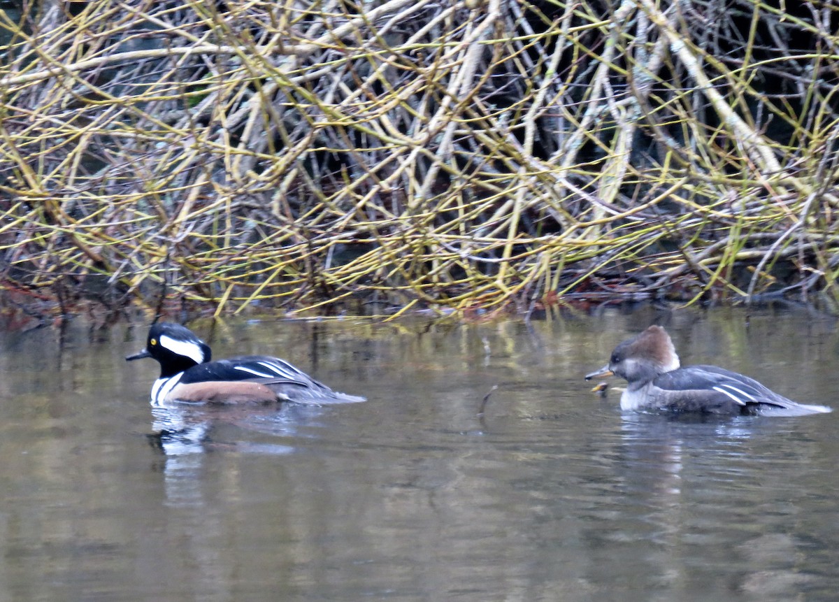 מרגון מקושט - ML647554190