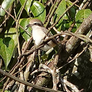 חנקן חום - ML647554191